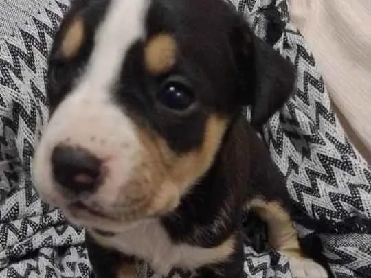Cachorro ra a  idade 2 a 6 meses nome Não tem nome 