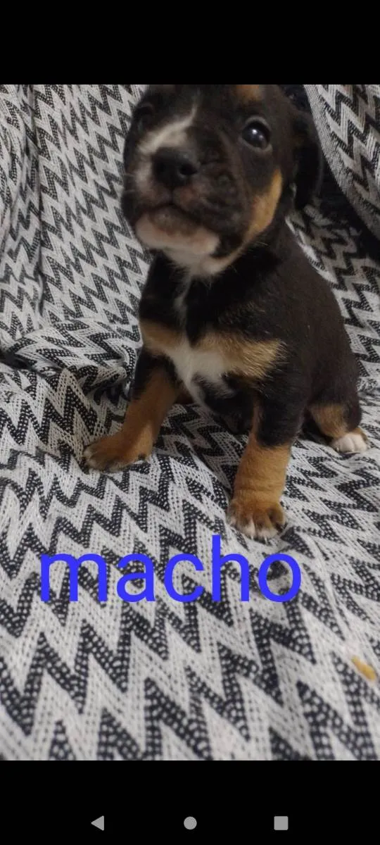 Cachorro ra a  idade 2 a 6 meses nome N tem nome 
