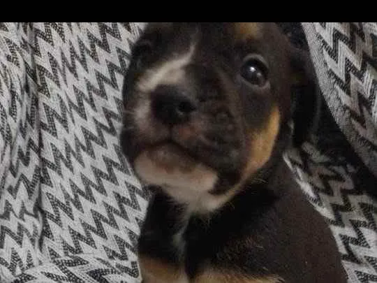 Cachorro ra a  idade 2 a 6 meses nome N tem nome 