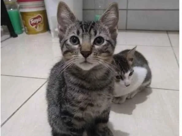 Gato raça  idade 2 a 6 meses nome Gato macho 