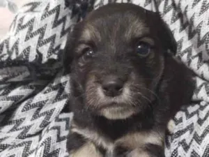 Cachorro raça  idade 2 a 6 meses nome Ela não te nome 