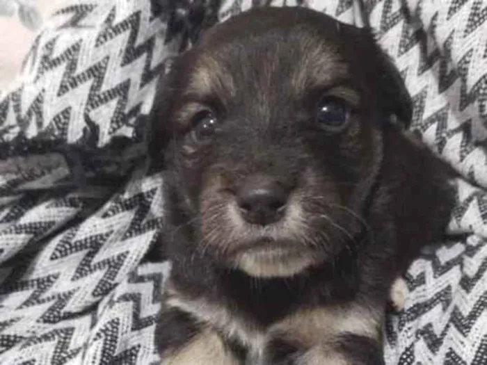 Cachorro ra a  idade 2 a 6 meses nome Ela não te nome 