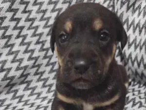 Cachorro raça  idade 2 a 6 meses nome Eles não tem nomes 