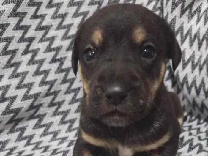 Cachorro ra a  idade 2 a 6 meses nome Eles não tem nomes 