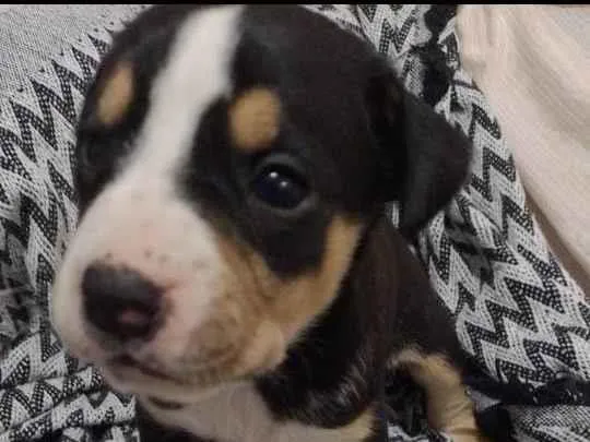 Cachorro ra a  idade 2 a 6 meses nome Não tem nome 
