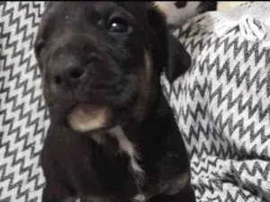 Cachorro raça  idade 2 a 6 meses nome Não tem nome 