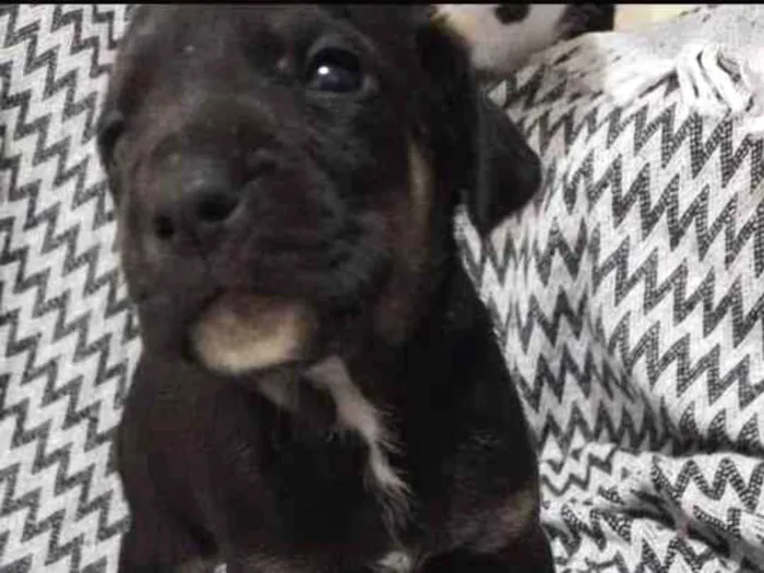 Cachorro ra a  idade 2 a 6 meses nome Não tem nome 