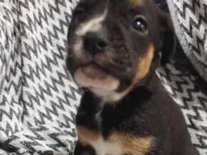 Cachorro raça  idade 2 a 6 meses nome N tem nome 