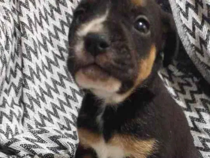Cachorro ra a  idade 2 a 6 meses nome N tem nome 