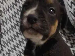 Cachorro raça  idade 2 a 6 meses nome N tem nome 