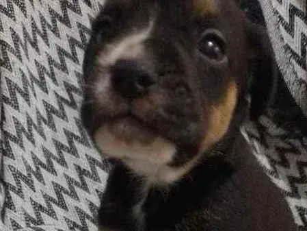 Cachorro ra a  idade 2 a 6 meses nome N tem nome 