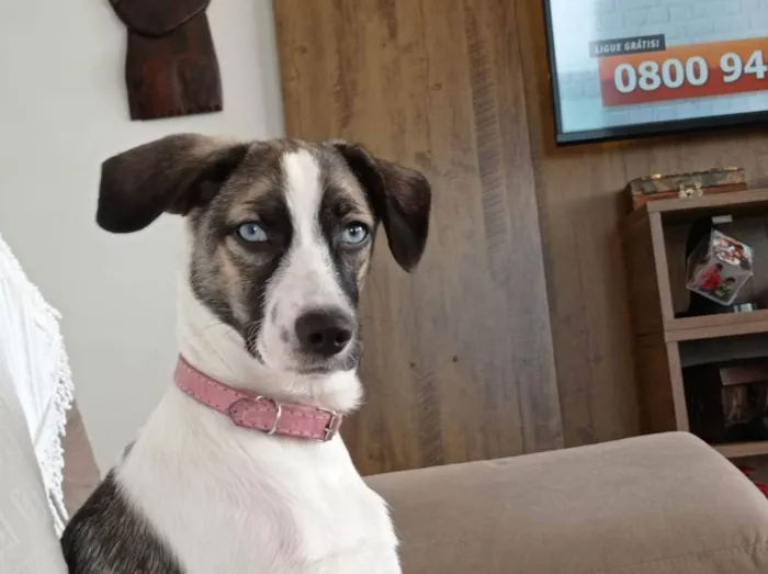 Cachorro ra a Srd idade 7 a 11 meses nome Pandora