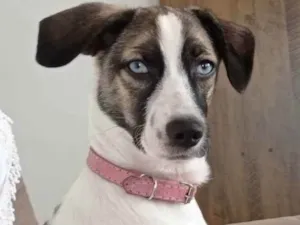 Cachorro raça Srd idade 7 a 11 meses nome Pandora