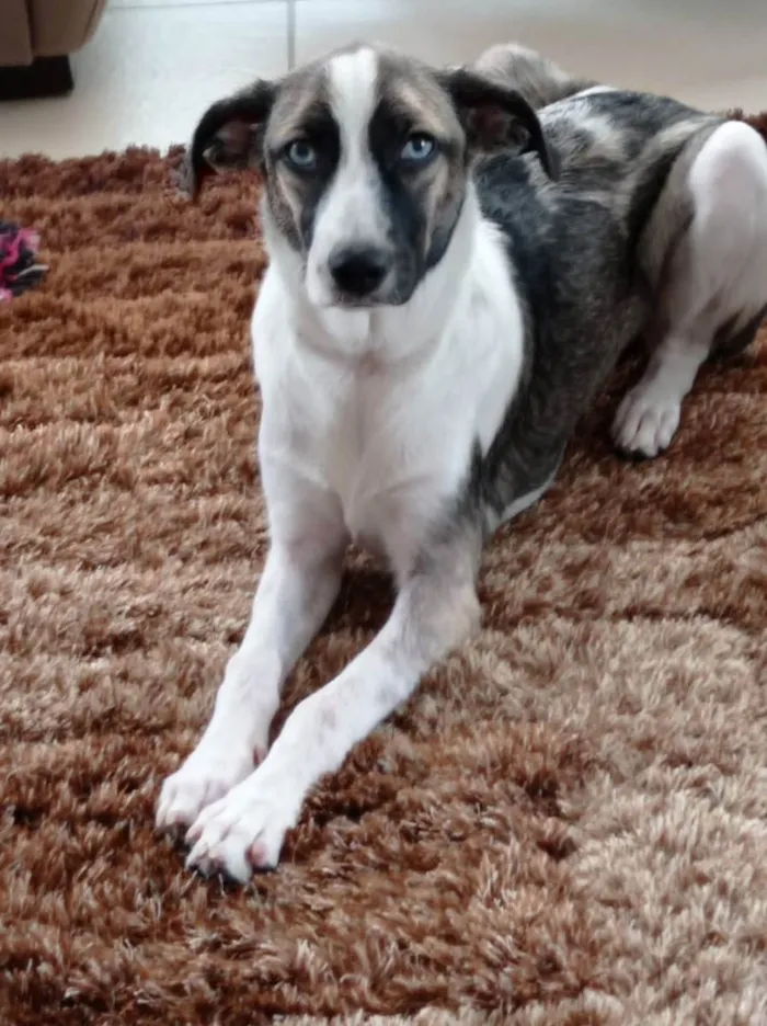 Cachorro ra a Srd idade 7 a 11 meses nome Pandora