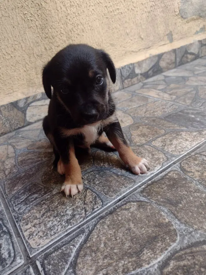 Cachorro ra a Srd idade Abaixo de 2 meses nome Lila