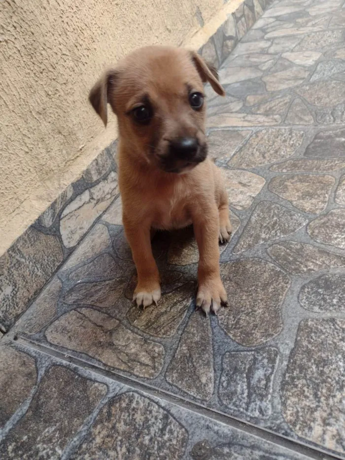 Cachorro ra a Srd idade Abaixo de 2 meses nome Lila