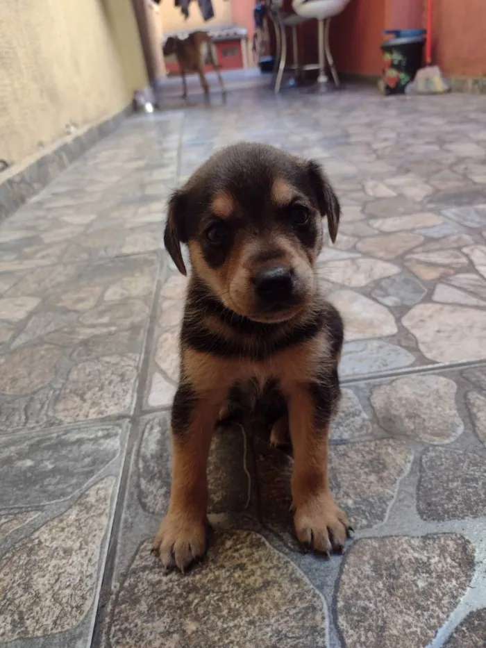 Cachorro ra a Srd idade Abaixo de 2 meses nome Lila