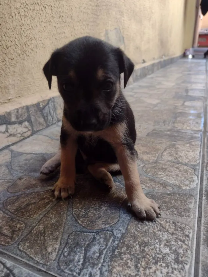 Cachorro ra a Srd idade Abaixo de 2 meses nome Lila