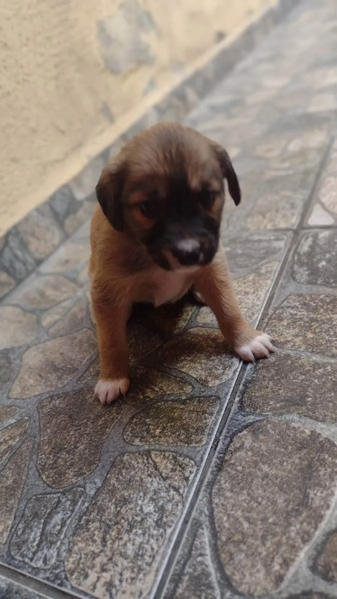 Cachorro ra a Srd idade Abaixo de 2 meses nome Lila