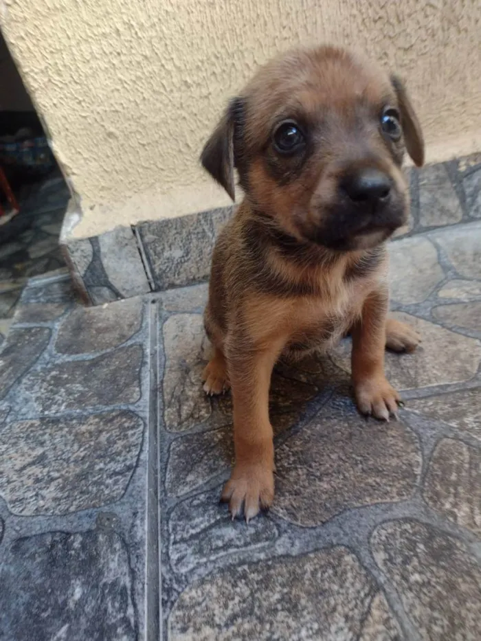 Cachorro ra a Srd idade Abaixo de 2 meses nome Lila