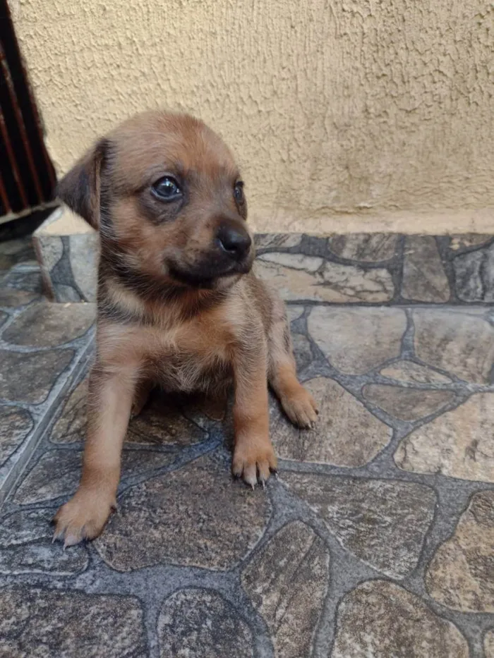 Cachorro ra a Srd idade Abaixo de 2 meses nome Lila