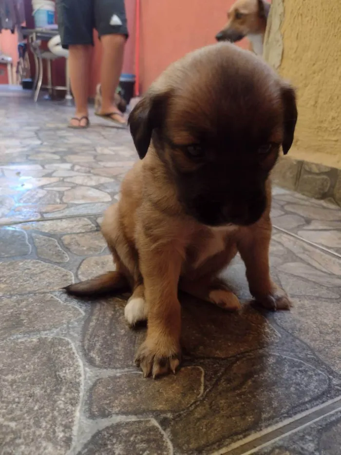 Cachorro ra a Srd idade Abaixo de 2 meses nome Lila