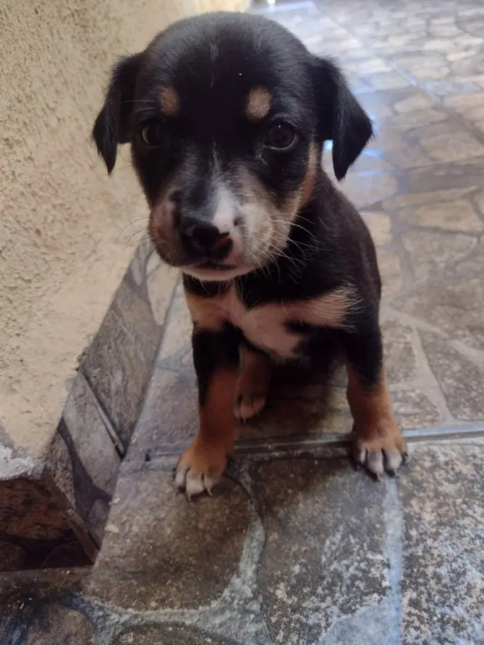 Cachorro ra a Srd idade Abaixo de 2 meses nome Lila