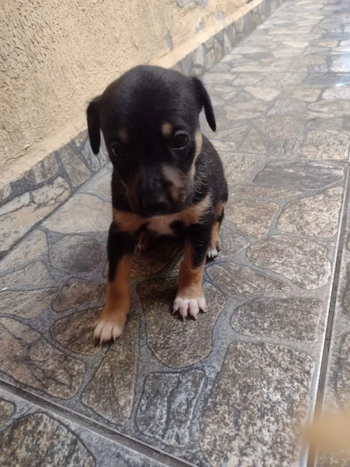 Cachorro ra a Srd idade Abaixo de 2 meses nome Lila