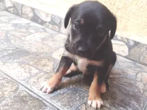 Cachorro raça Srd idade Abaixo de 2 meses nome Lila