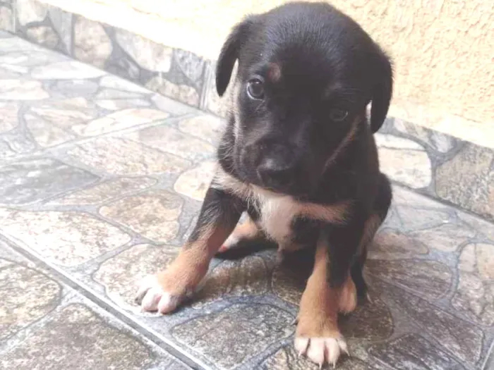 Cachorro ra a Srd idade Abaixo de 2 meses nome Lila