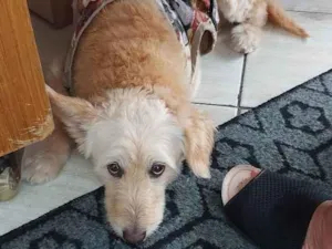 Cachorro raça Srd idade 6 ou mais anos nome Paçoca 