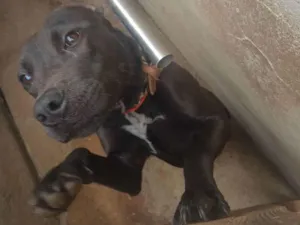 Cachorro raça Pitbull  idade 7 a 11 meses nome Athena 