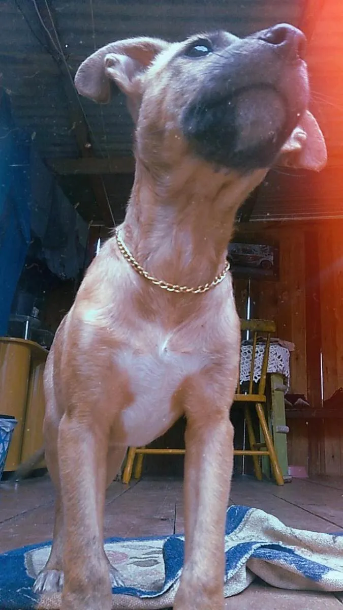 Cachorro ra a  idade 2 a 6 meses nome Mike