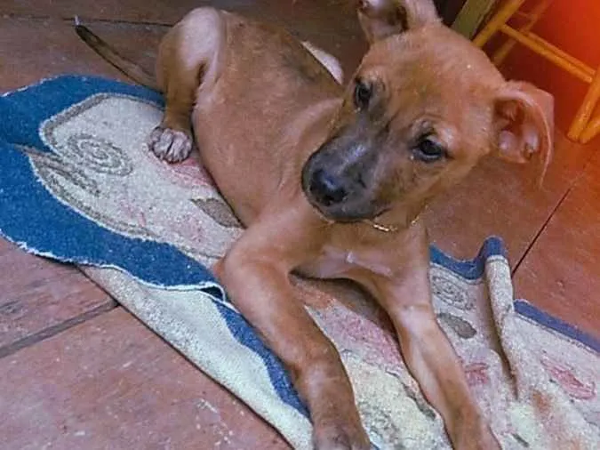 Cachorro ra a  idade 2 a 6 meses nome Mike
