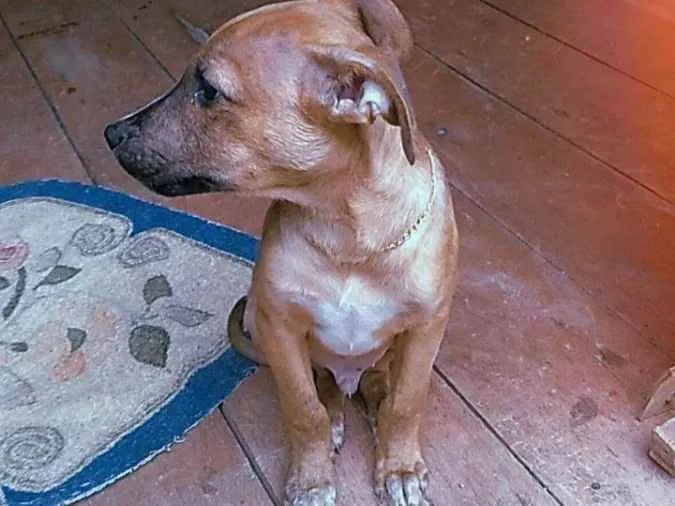 Cachorro ra a  idade 2 a 6 meses nome Mike