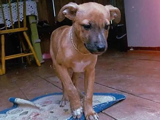 Cachorro ra a  idade 2 a 6 meses nome Mike