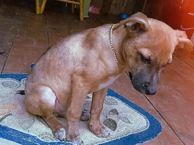 Cachorro ra a  idade 2 a 6 meses nome Mike