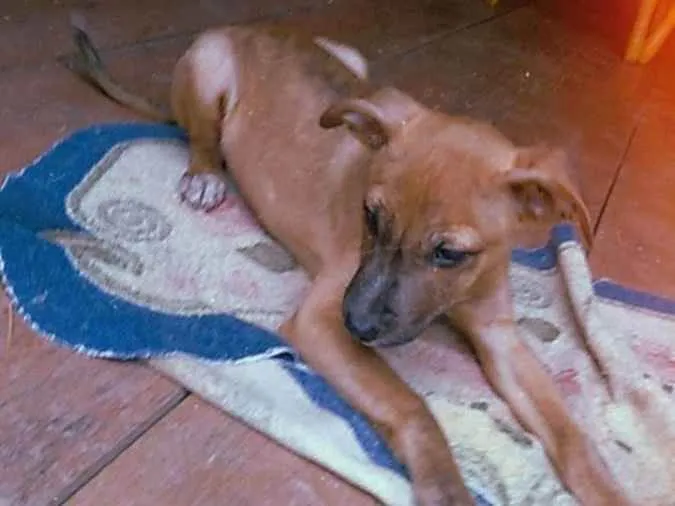 Cachorro ra a  idade 2 a 6 meses nome Mike