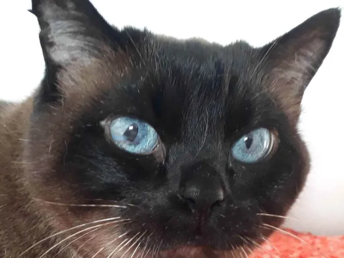 Gato ra a siames idade 3 anos nome Nina Bebê