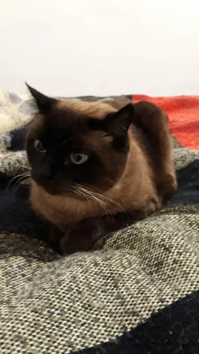 Gato ra a siames idade 3 anos nome Nina Bebê