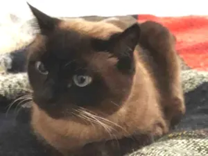 Gato raça siames idade 3 anos nome Nina Bebê