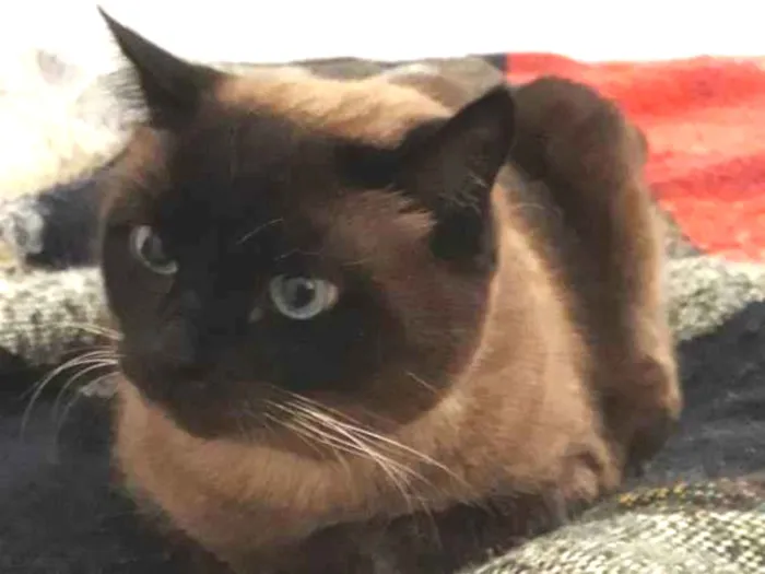Gato ra a siames idade 3 anos nome Nina Bebê