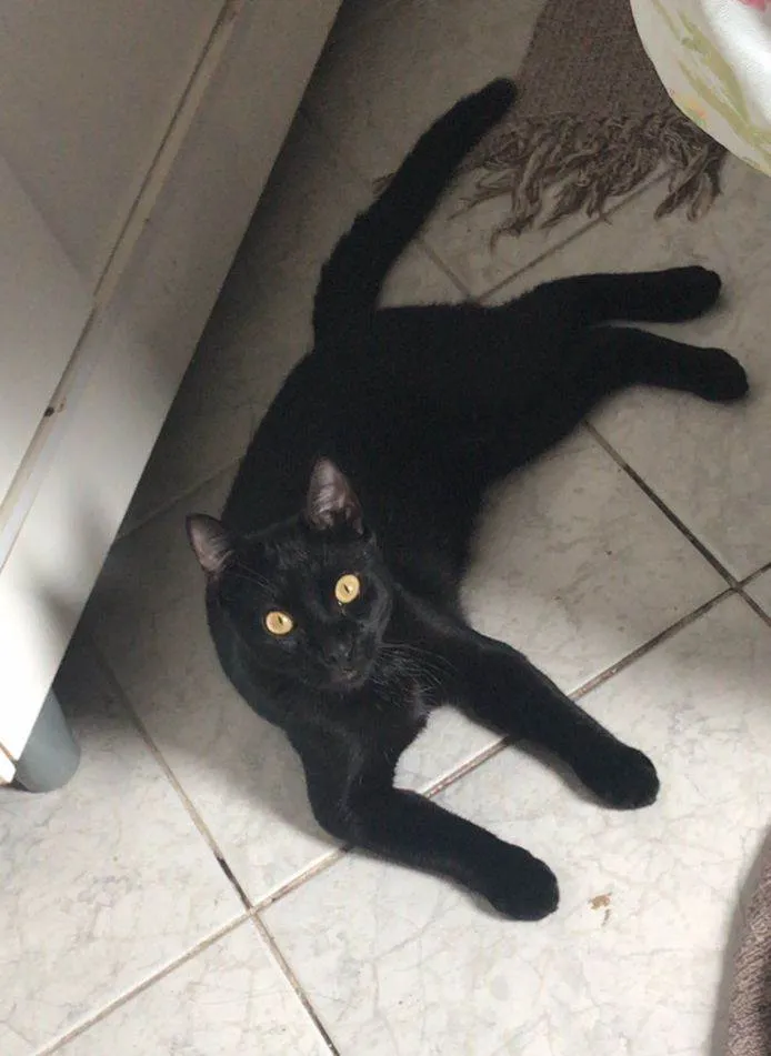 Gato ra a SRD idade 1 ano nome Salen
