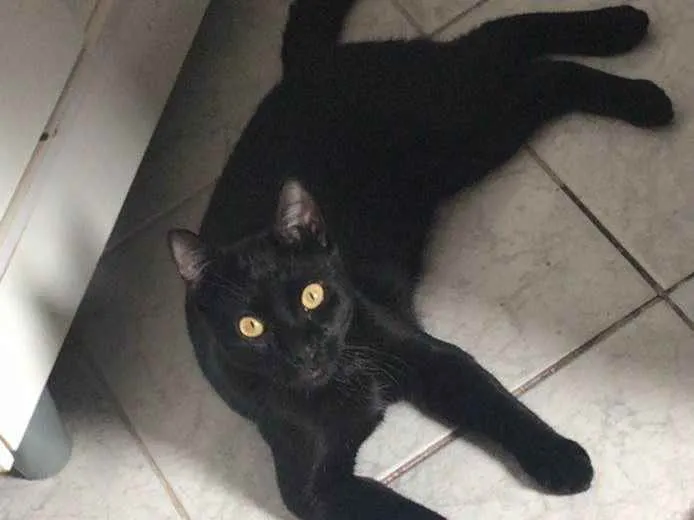 Gato ra a SRD idade 1 ano nome Salen