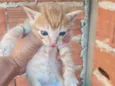 Gatos
