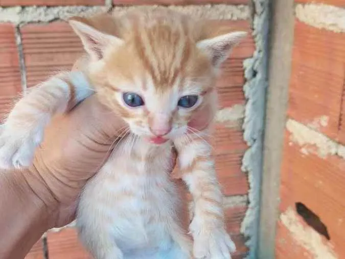 Gato ra a Vira lata idade  nome Gatos