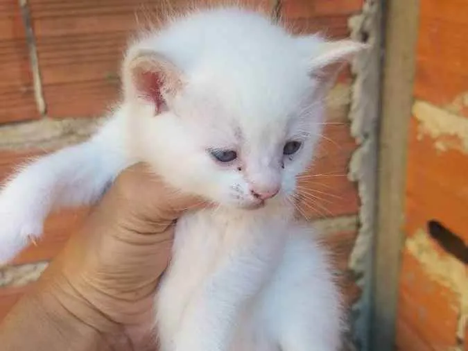 Gato ra a Vira lata idade  nome Gatos