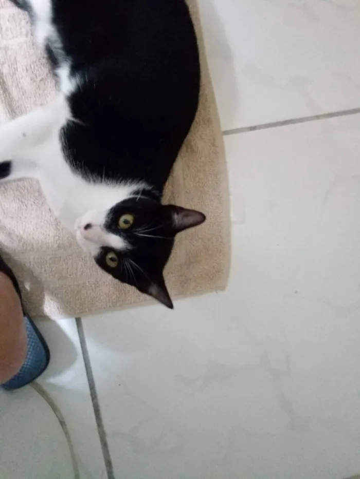 Gato ra a SRD idade 2 anos nome Lambreta