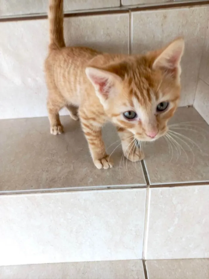 Gato raça Srd idade 2 a 6 meses nome Oliver  bb2meses