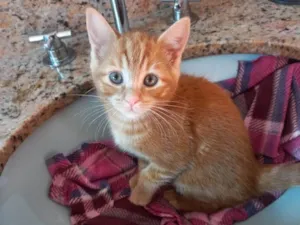 Gato raça Srd idade 2 a 6 meses nome Oliver  bb2meses
